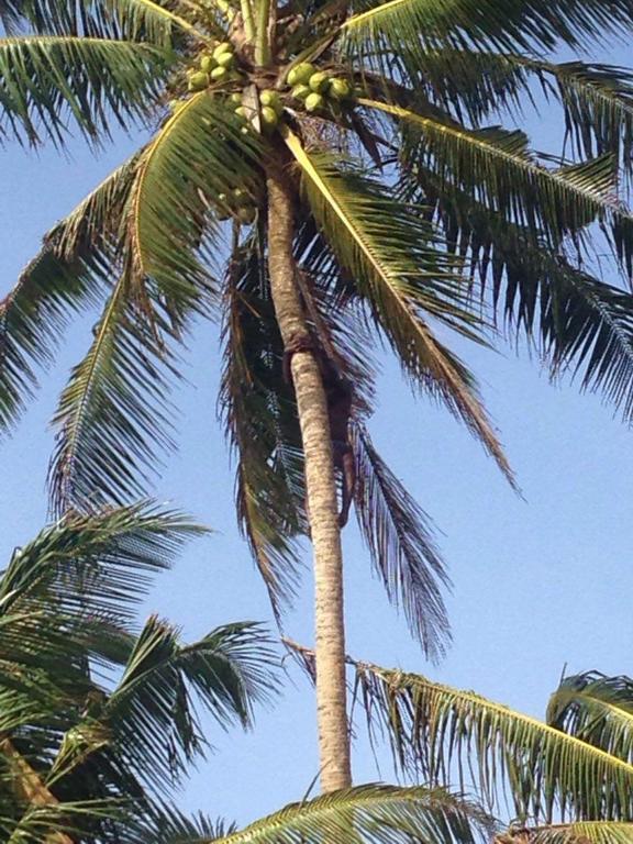 Relax Beach Resort Weligama Exterior foto